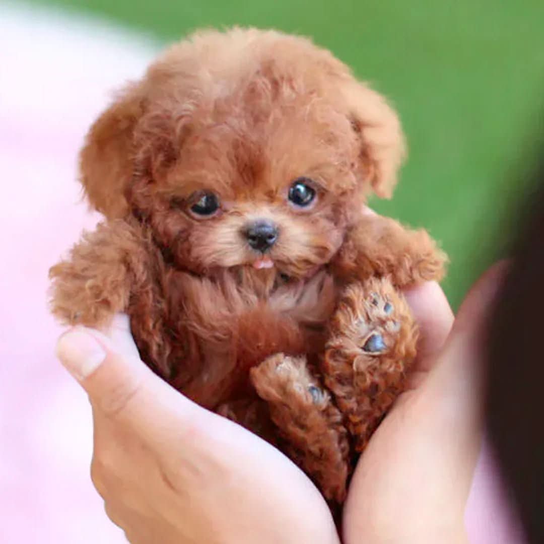 plush-movable-dog-toy-for-kids-soft-cuddly-imagination-boosting-img3.jpg